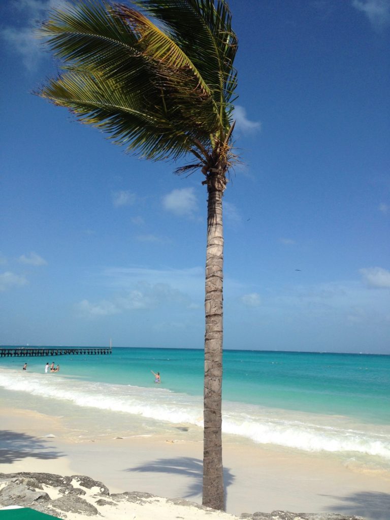 Cancun Playa Tortugas, white sandy beach in Mexico's Cancun. Tall palm tree can be seen in front of the calm turquoise crystal-clear ocean water, clear day in Cancun Mexico.