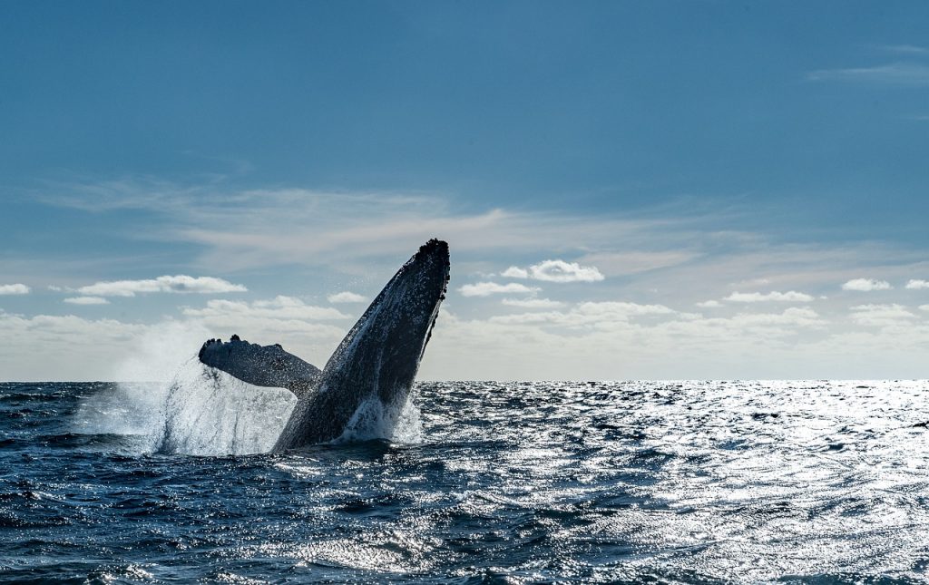 A large whale is emerging from the surface of the water. Beautiful marine life is a reason why you should go on a whale watching tour in Cabo San Lucas. One of the best things to do in Cabo is whalewatching.