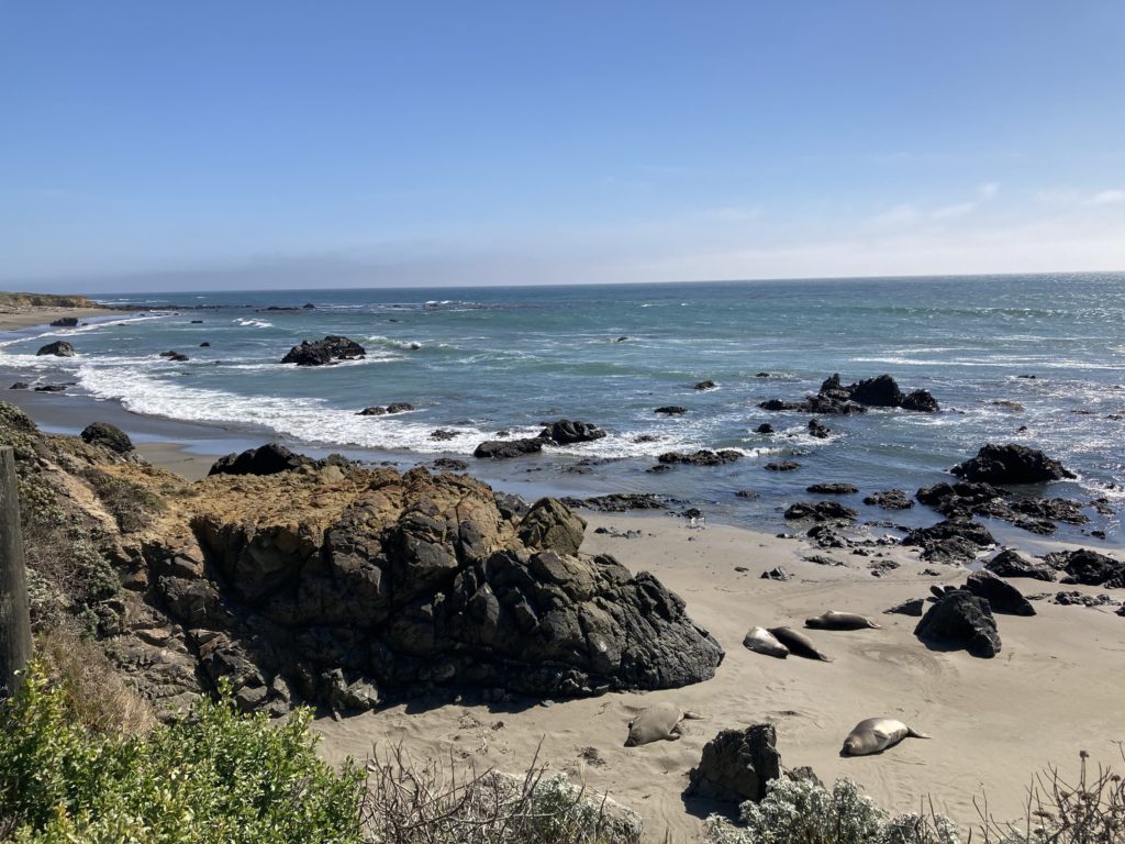 Elephant seals sunbathing on the beach somewhere along the Pacific Coast Highway, California.